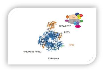 Conserved sequence motif of virus RNAP