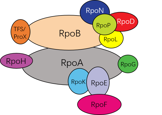 Other RNA polymerase in mitochondria and chloroplasts