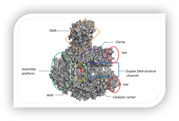 Cluster of virus RNAP