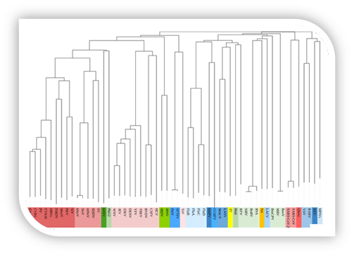 Subunits comparison of RNAP