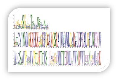 Overall structure of RNAP
