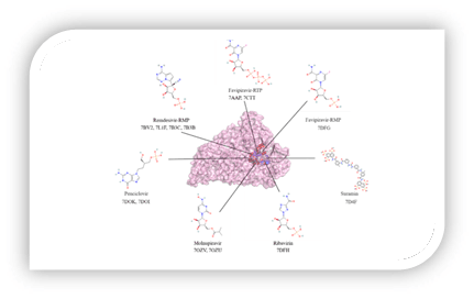Subunits comparison of RNAP